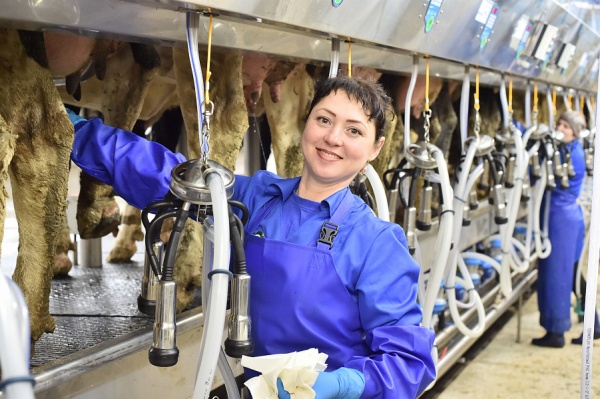 фермер, корова, сельское хозяйство, молочная ферма(2021)|Фото: пресс-служба администрации Краснодарского края
