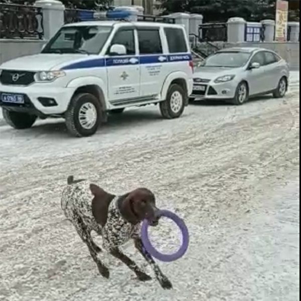 Собака из видео об избиении пса в Новоуральске(2021)|Фото: В.Н. Горелых