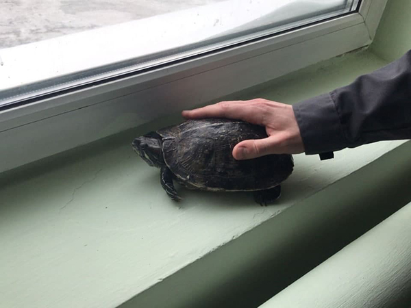 Красноухая черепаха(2022)|Фото: пресс-служба ЕМУП "Спецавтобаза"
