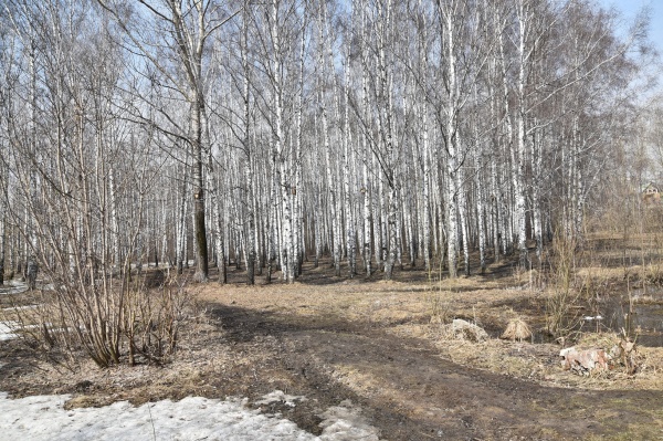 весна, снеготаяние, природа, березы, роща, парк, сквер(2022)|Фото: пресс-служба правительства Новосибирской области