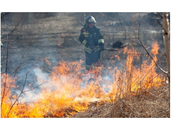 лесной пожар, огонь, лес, пожаротушение, пожарный(2022)|Фото: пресс-служба правительства Новосибирской области