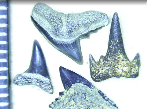 Палеонтологи обнаружили на Урале зубы и кости древних животных(2022)|Фото: Дмитрий Гимранов