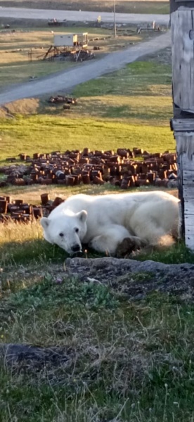 Белый медведь с застрявшей консервной банкой в пасти.(2022)|Фото: Светлана Радионова / t.me/radionovasg