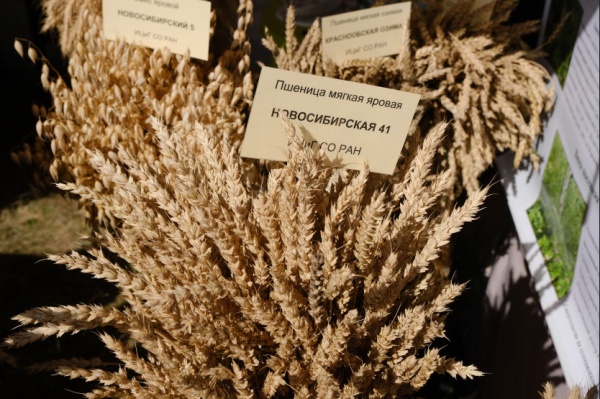 хлеб, пшеница, агрокомплекс, аграрии, зерно(2022)|Фото: пресс-служба правительства Новосибирской области