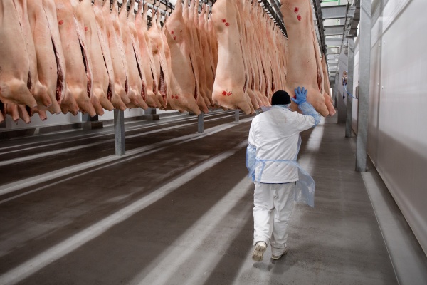свиные туши, мясопереработка, мясо, продукты(2022)|Фото: пресс-центр правительства Воронежской области