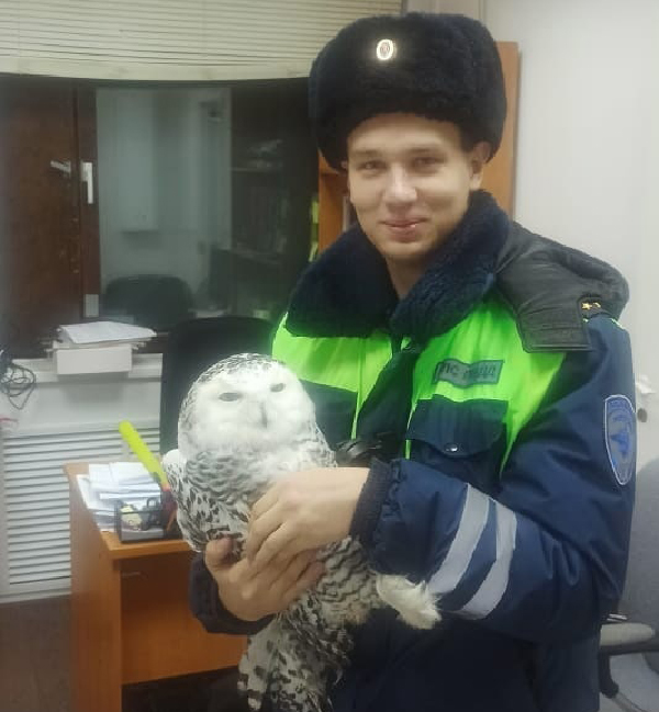 Инспекторы ГИБДД спасли полярную сову(2022)|Фото: УМВД России по ХМАО-Югре