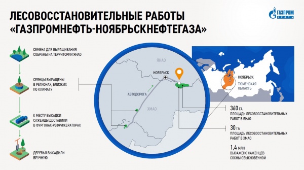 Лесовосстановление(2022)|Фото предоставлено компанией "Газпромнефть-Ноябрьскнефтегаз"