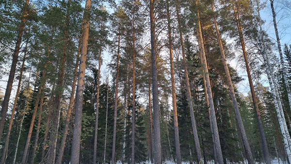 Лес возле Леневского водохранилища(2023)|Фото: Ольга Титова