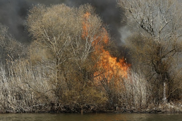 природный пожар, огонь, лесополоса(2023)|Фото: пресс-служба правительства Астраханской области