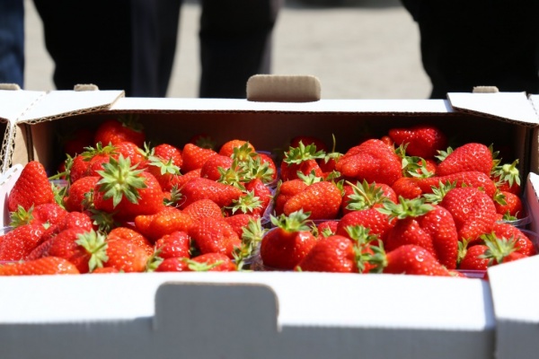 клубника, фрукты, сельское хозяйство, ягоды(2023)|Фото: пресс-служба правительства Астраханской области