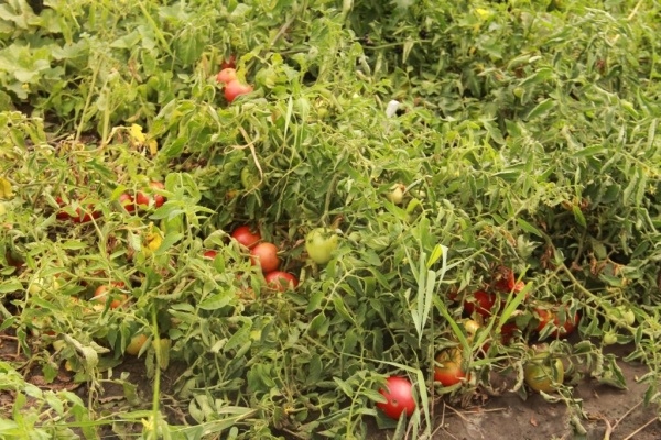 апк, сельское хозяйство, помидоры, овощи(2023)|Фото: пресс-служба правительства Астраханской области