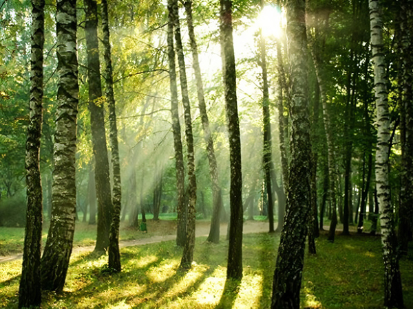 Лес(2023)|Фото: shutterstock.com / Nadiia Gerbish