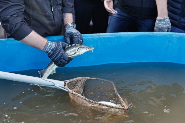 стерлядь, рыба(2023)|Фото: пресс-служба правительства Астраханской области