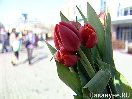 Тюльпаны|Фото: Накануне.RU