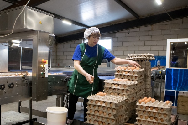 яйца, продукты, аграрный сектор(2023)|Фото: astrobl.ru