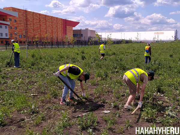 Школьники подрабатывают летом, пропалывая траву в Преображенским парке в Екатеринбурге(2023)|Фото: Накануне.RU