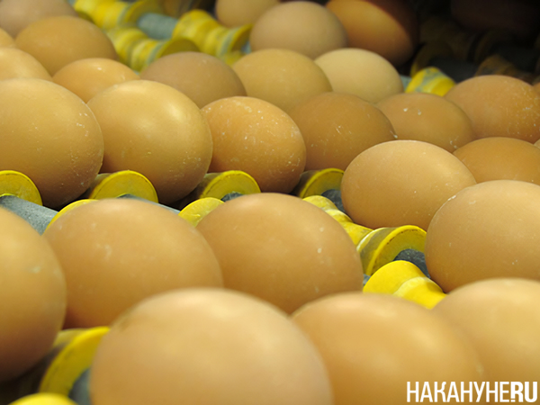 Яйца на птицефабрике(2023)|Фото: Накануне.RU