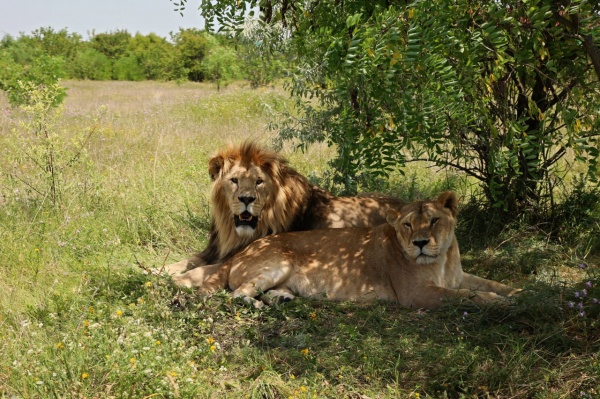 Львы в парке Тайган.(2024)|Фото: t.me/Aksenov82