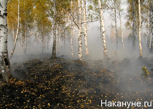 лесной торфяной пожар дым смог(2010)|Фото: Накануне.ru