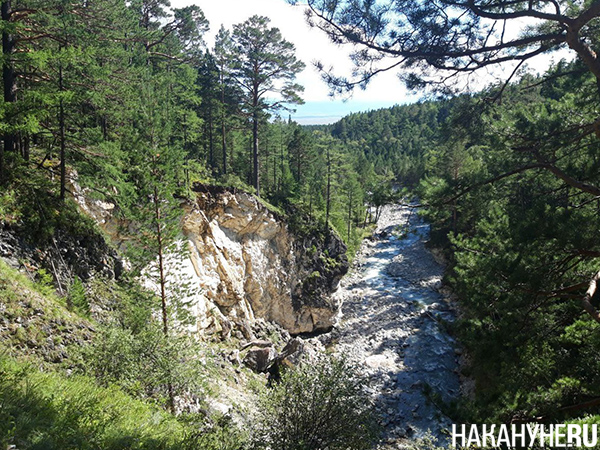 Лес рядом с озером Байкал(2024)|Фото: Накануне.RU