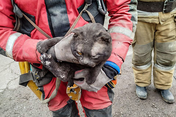 В Кизеле пожарные спасли кота, который сутки провел под завалами(2024)|Фото: ГУ МЧС России по Пермскому краю