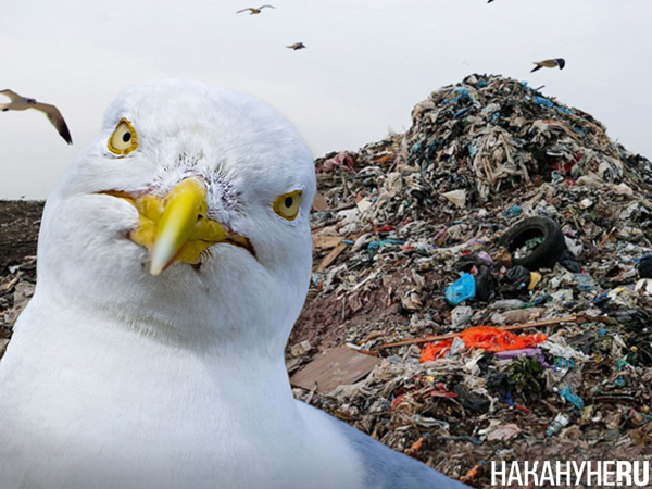 Фото: Накануне.RU Фото: Накануне.RU