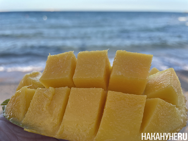 Манго на фоне моря(2024)|Фото: Накануне.RU Манго на фоне моря(2024)|Фото: Накануне.RU