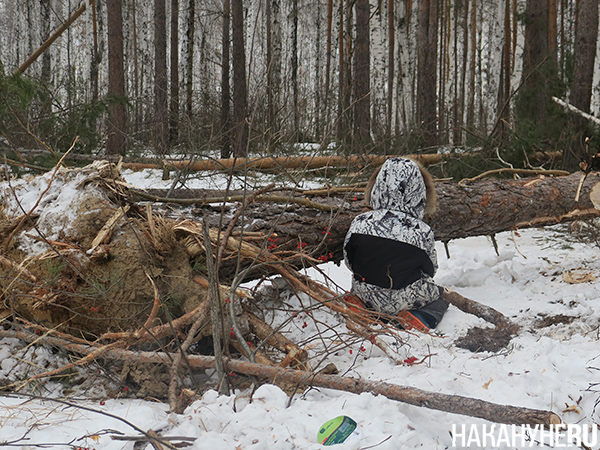 Ребенок играет на месте вырубки деревьев в парке культуры и отдыха "Березовая роща" в Екатеринбурге(2025)|Фото: Накануне.RU