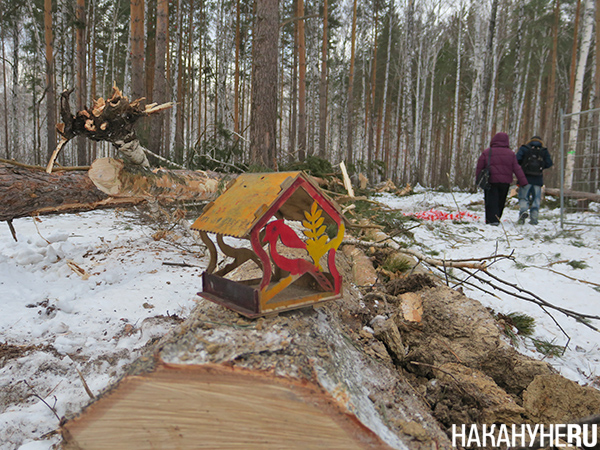 Скворечник на месте вырубки деревьев в парке культуры и отдыха "Березовая роща" в Екатеринбурге(2025)|Фото: Накануне.RU