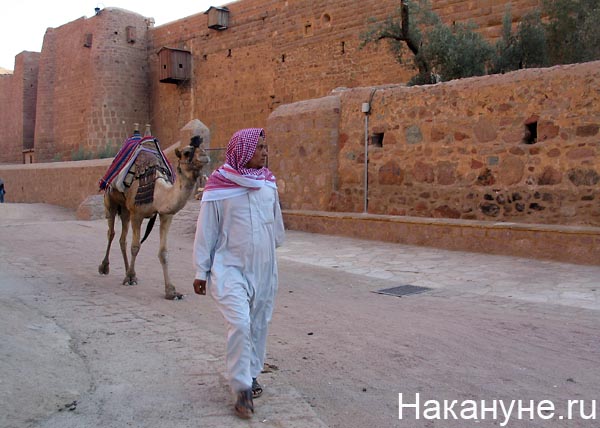 египет бедуин верблюд(2011)|Фото: Накануне.ru