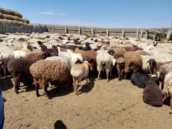 Бараны и овцы(2025)|Фото: astrobl.ru