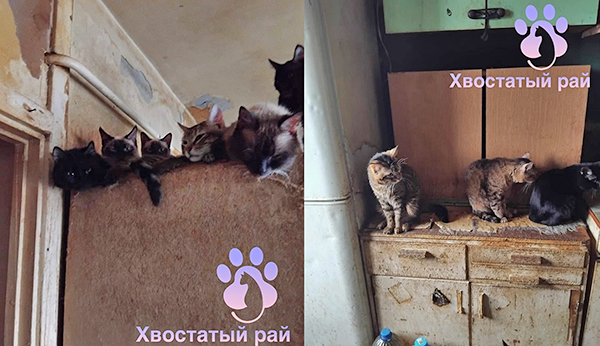        (2025)|: " " / vk.com/hvostatyyray