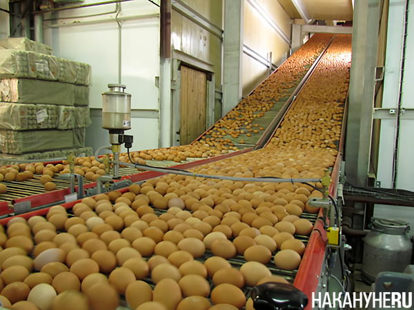 Птицефабрика(2012)|Фото: Накануне.RU