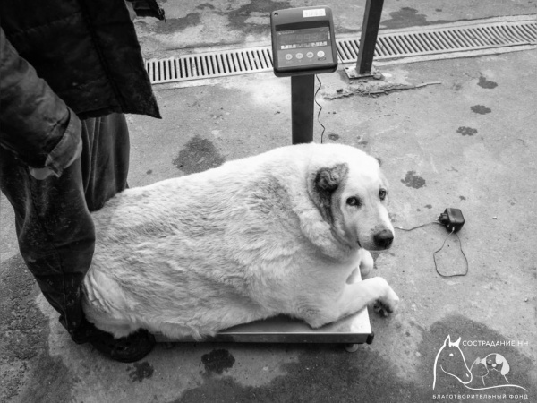 Пес Кругетс до похудения.(2025)|Фото: благотворительный фонд "Сострадание НН" / t.me/fondsostradanie_nn