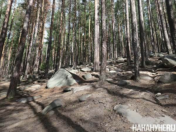 Природа Урала(2025)|Фото: Накануне.RU