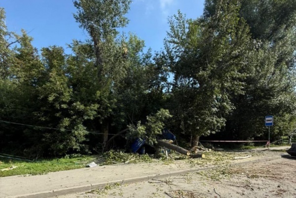 Падение дерева на остановке общественного транспорта в микрорайоне Затон в Новосибирске, в результате которого пострадали люди(2025)|Фото: пресс-служба СУ СКР по Новосибирской области