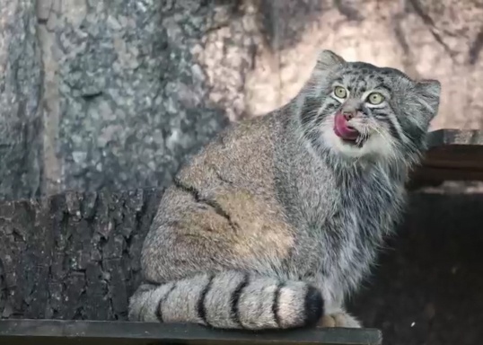 Манул Тимофей в Московском зоопарке(2025)|Фото: скриншот с видео Московского зоопарка