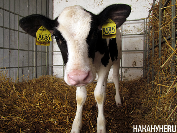 Корова на ферме(2012)|Фото: Накануне.RU