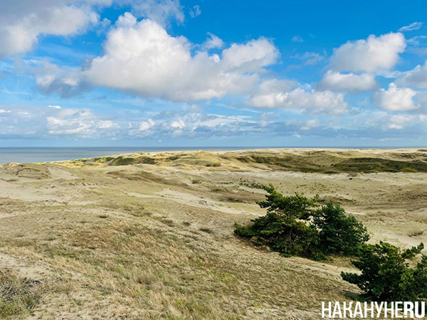 Куршская коса, Калининградская область (2025)|Фото: Накануне.RU
