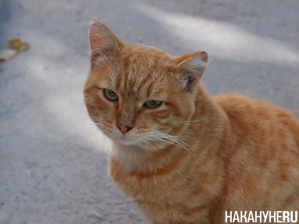 Кот(2018)|Фото: Накануне.RU Кот(2018)|Фото: Накануне.RU