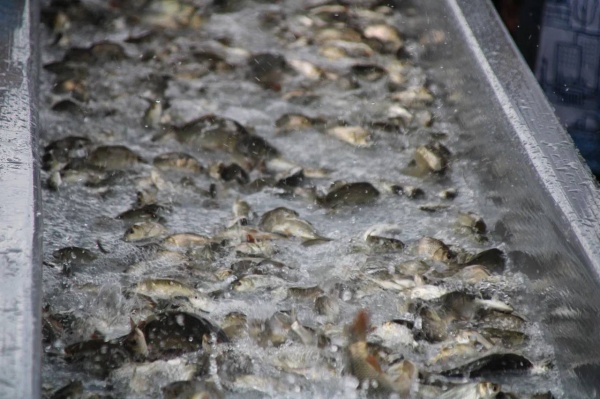 (2025)|Фото:  t.me/babushkin30