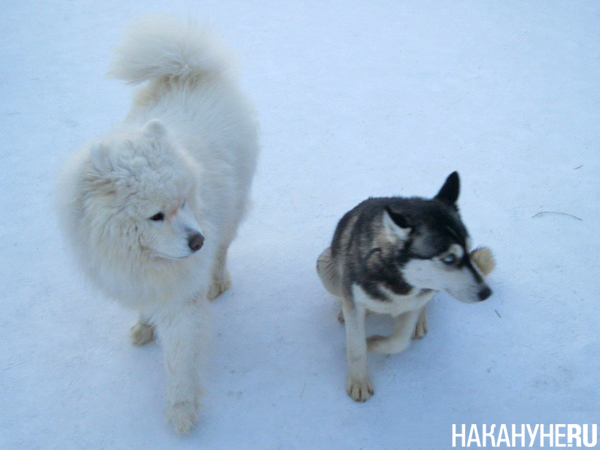 Собаки(2014)|Фото: Накануне.RU