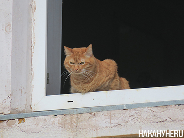 Кошка(2021)|Фото: Накануне.RU Кошка(2021)|Фото: Накануне.RU