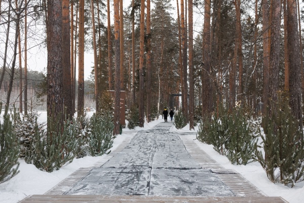 Лес в спортивном квартале "Архангел Михаил" в Екатеринбурге(2025)|Фото: Андрей Фомин