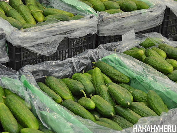 Огурцы в магазине(2026)|Фото: Накануне.RU Огурцы в магазине(2026)|Фото: Накануне.RU