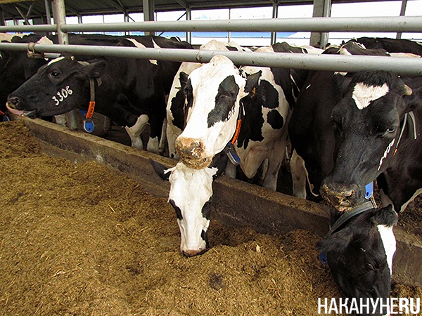 Коровы на ферме(2013)|Фото: Накануне.RU Коровы на ферме(2013)|Фото: Накануне.RU