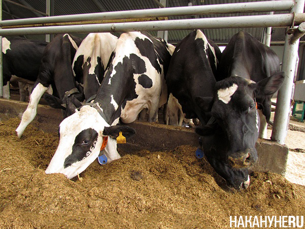 Коровы на ферме(2013)|Фото: Накануне.RU Коровы на ферме(2013)|Фото: Накануне.RU