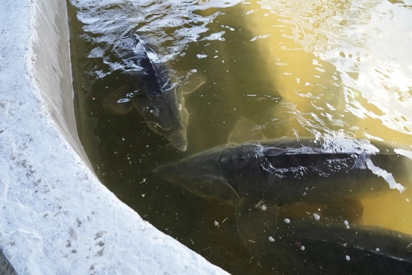 (2026)|Фото: astrobl.ru