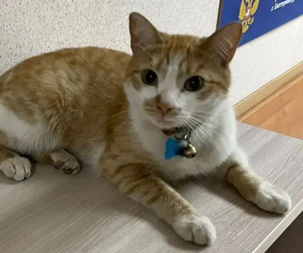 "Внештатный сотрудник" Кировского районного суда Екатеринбурга кот Иск(2026)|Фото: Кировский районный суд Екатеринбурга