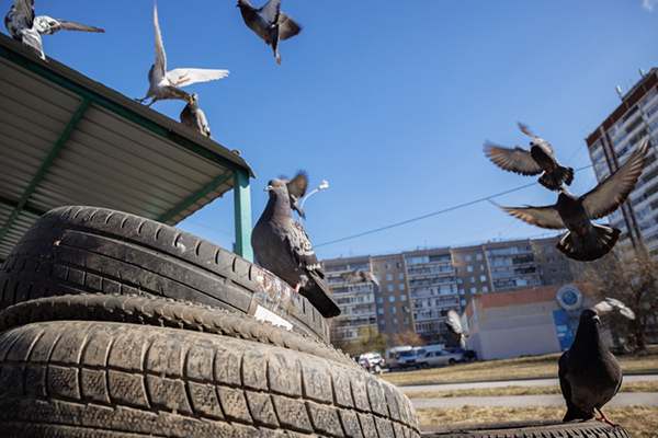 Контейнерные площадки в Екатеринбурге(2026)|Фото: Екатеринбург.рф / Алина Шешеня